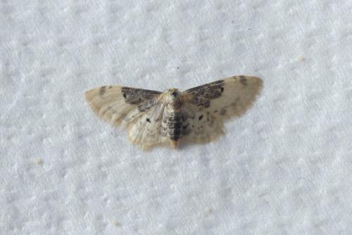 Réf. 191 009 : Idaea filicata